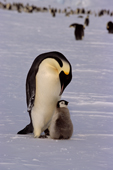 Adult Emperor Penguin bends its head over its grey, downy, chick. Atka Bay. Weddell Sea. Antarctica
