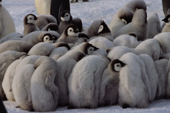 Emperor Penguin chicks huddle together for warmth on a cold morning. Atka Bay. Weddell Sea. Antarctica