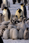 Adult Emperor Penguins watch chicks huddle for warmth as it gets colder. Atka Bay. Weddell Sea. Antarctica.