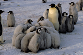 Adult Emperor Penguins watch chicks huddle for warmth as it gets colder. Atka Bay. Weddell Sea. Antarctica.