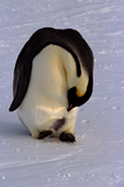 Preening Emperor Penguin exposes the incubating patch used to keep an egg warm. Weddell Sea. Antarctica.