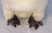 Emperor Penguin feet. Antarctica