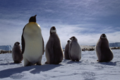 Emperor Penguin adults search for their own chicks by the Ekstrom Ice Shelf. Weddell Sea. Antarctica.