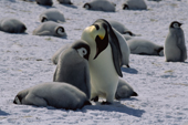 Emperor Penguin adult checks a group of chicks looking for its own youngster. Weddell Sea. Antarctica