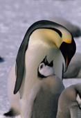 Emperor Penguin chick begs for food from an adult Penguin. Atka Bay. Weddell Sea. Antarctica.