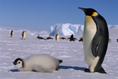 Emperor Penguin Adult and well fed chick by the ice shelf and colony at Atka Bay Weddell Sea. Antarctica.