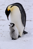 Adult Emperor Penguin bends its head over a hungry chick. Atka Bay. Weddell Sea Antarctica.