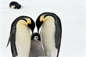 Adult Emperor Penguins bend their heads over a hungry chick. Atka Bay. Weddell Sea Antarctica.