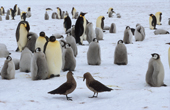 South Polar Skuas in an Emperor Penguin Colony. Atka Bay. Weddell Sea. Antarctica