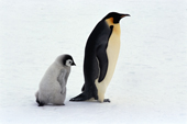 Emperor Penguin Chick follows an adult in the hope that it may get fed. Atka Bay. Weddell Sea. Antarctica
