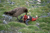 Antarctic skua feeds on a penguin carcass on Antarctic Hairgrass, Hannah Point, Livingston Island Antarctica