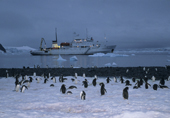 Adventure tourism in Paradise Harbour. The Professor Multanovskiy sits at anchor at night, watched by penguins. Antarctica