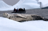 Leopard seal resting on a small iceberg watched by tourists in a zodiac. Antarctica