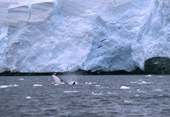 Minke Whales travel energetically along a glaciated coast, splashing & surfacing. Antarctica