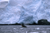 Minke Whales travel energetically along a glaciated coast, splashing & surfacing. Antarctica