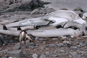 Gentoo penguin feeds its chick by the the Fin whale skull at Port Lockroy. Antarctica