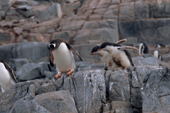 Gentoo penguin tries to escape its persistent chicks near Port Lockroy. Antarctica