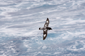 Pintado petrel skims over the waves in the Drake Passage. Southern Ocean.