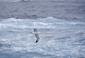 Wandering Albatross in the Drake Passage. Southern Ocean