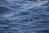 Large numbers of Cape Petrels/Pintado Petrels glide over the huge swells in the Drake Passage. Southern Ocean