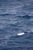 Large numbers of Cape Petrels/Pintado Petrels and a Black-browed Albatross glide over the huge swells in the Drake Passage. Southern Ocean