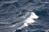 A small group of Cape Petrels/Pintado Petrels avoid the spray from waves in the Drake Passage. Southern Ocean