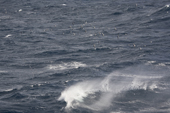 A large group of Cape Petrels/Pintado Petrels avoid the spray from waves in the Drake Passage. Southern Ocean
