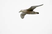 Southern Giant Petrel in flight over the Drake Passage close to Antarctica