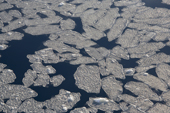 New sea ice, pancakes of nilas ice with small and larger pancakes. Weddell sea, October, Antarctica