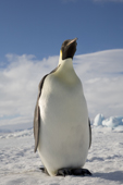 Emperor penguin standing on the sea ice at the Snow Hill Island colony. Antarctica