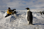 Emperor Penguin pauses by a yellow jacketed film cameraman at Snow Hill Island. Antarctica