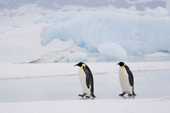 Emperor Penguins walk back to the sea from the colony, past turquoise icebergs. Snow Hill Island. Antarctica