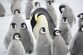 Adult Emperor Penguin returning to the colony calls to chicks to find its own. Snow Hill Island. Antarctica