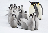 Curious Emperor penguin chicks with adults in the Snow Hill Island colony. Antarctica