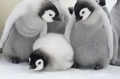 Emperor Penguin chicks spend time together. Snow Hill Island colony. Antarctica