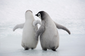 Two emperor penguin chicks walk away from the camera. Snow Hill Island. Antarctica.