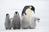 Four emperor penguin chicks with an adult at Snow Hill Island colony. Antarctica