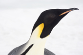 Emperor penguin adult portrait showing the auricular patches. Snow Hill. Antarctica