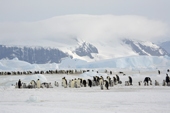 Snow Hill Emperor Penguin Colony with a backdrop of mountains and clouds. Antarctica