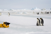 Yellow jacketed tourist photographs a group of emperor penguins. Snow Hill Is. Antarctica