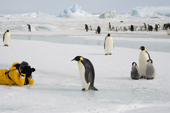 Yellow jacketed tourist photographs a group of emperor penguins. Snow Hill Is. Antarctica