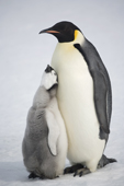 Emperor penguin chick begs hard for food from a parent. Snow Hill Island. Antarctica