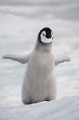 Exuberant emperor penguin chick with flippers outstretched. Snow Hill Is. Antarctica