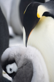 Emperor Penguin adult and chick bow heads in a mutual display. Snow Hill Is. Antarctica