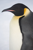 Emperor Penguin portrait. Snow Hill Island. Antarctica