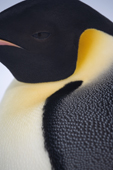 Details of the feathers on the shoulder of an emperor penguin. Antarctica