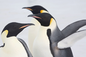 Adult Emperor Penguin portraits at the Snow Hill Colony. Antarctica