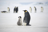 Emperor Penguin chick looking rotund after a good feed from its parent. Snow Hill Island. Antarctica
