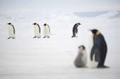 Emperor Penguins walk to and from the colony, and their chicks at Snow Hill Island. Antarctica