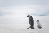Emperor Penguin adult and chick walking on sea ice. Snow Hill Island. Antarctica